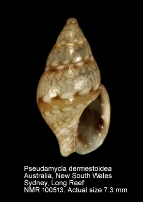 Pseudamycla dermestoidea.jpg - Pseudamycla dermestoidea (Lamarck,1822)